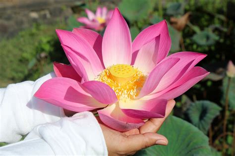 Lotus .